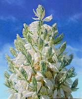 Yuccaflowers.jpg